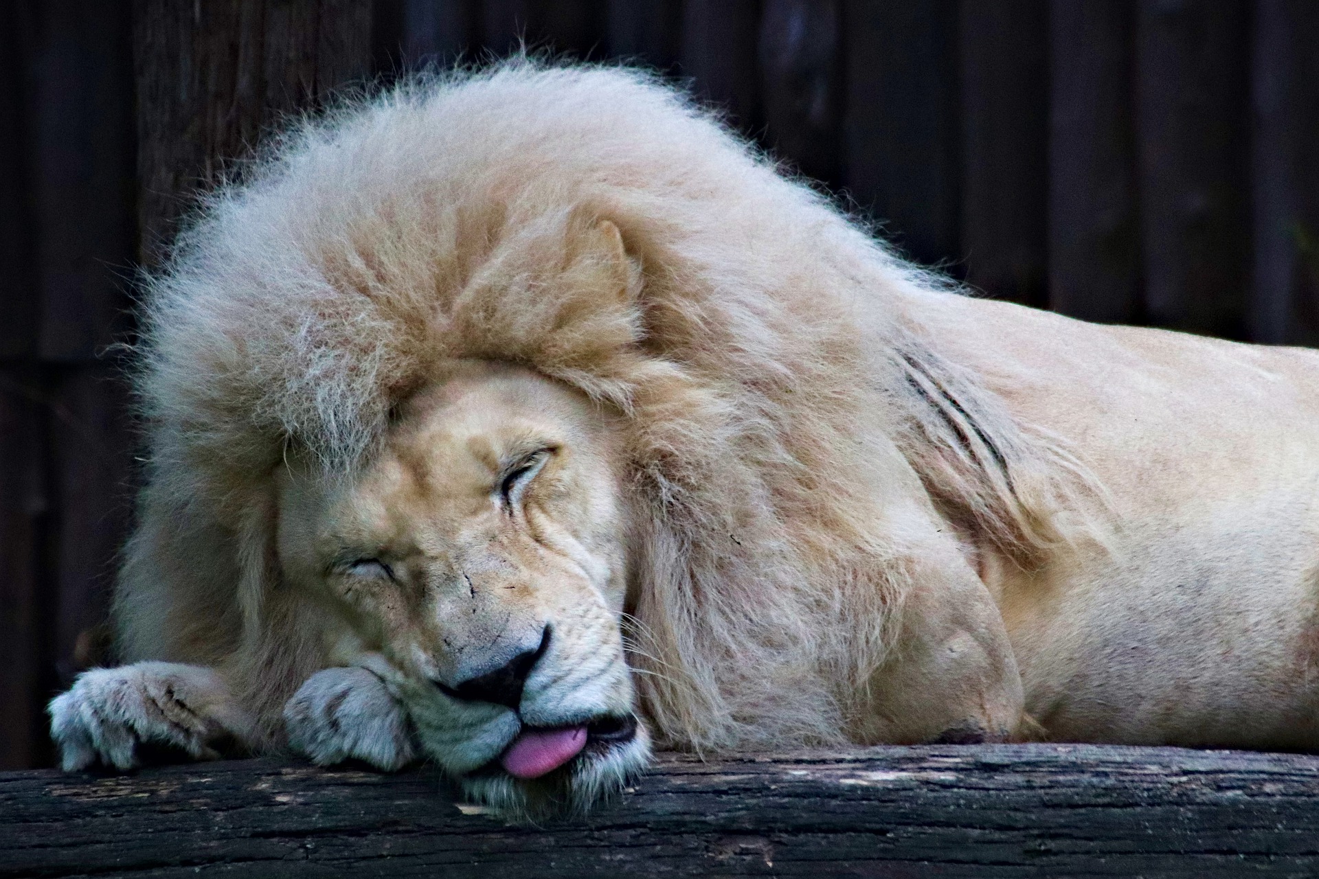 Read more about the article Awaking a Sleeping Lion – What to do with Your Dormant 401k Plan?